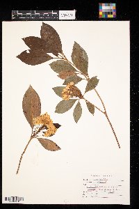 Kalmia latifolia image