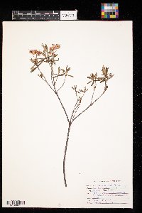 Kalmia latifolia image