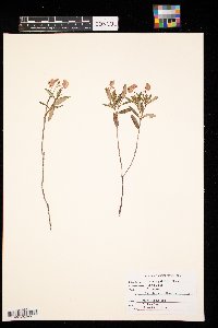 Kalmia polifolia image