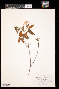 Image Associated With the Occurrence