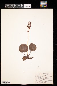Pyrola asarifolia image