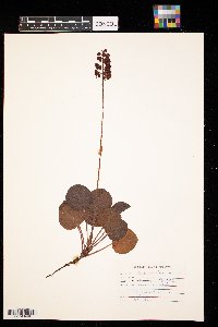 Pyrola asarifolia image
