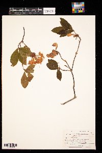 Media resource of Rhododendron calendulaceum