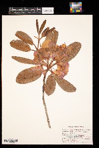 Media resource of Rhododendron catawbiense