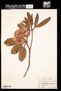 Rhododendron catawbiense image