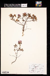 Rhododendron lapponicum image
