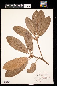 Rhododendron maximum image