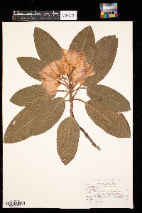 Rhododendron maximum image