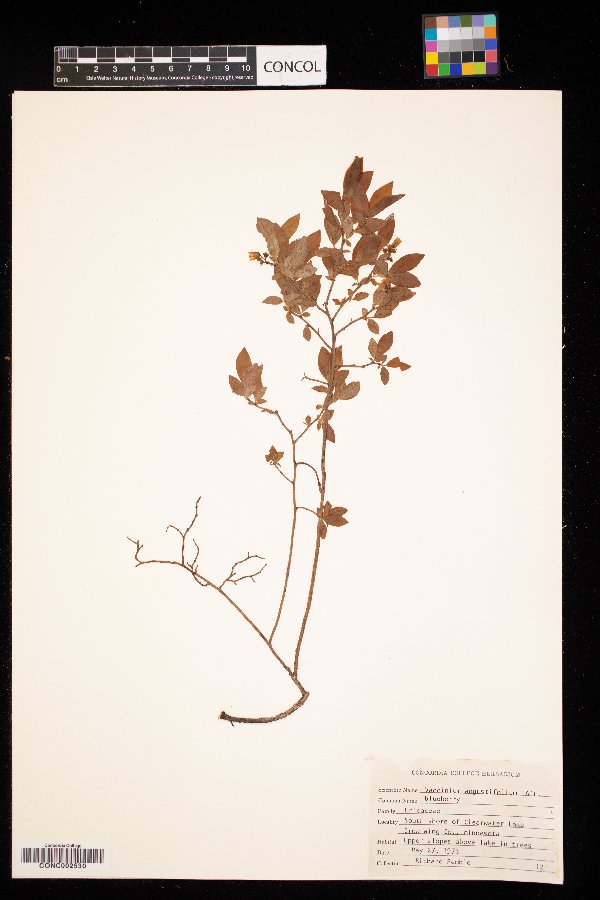 Vaccinium image