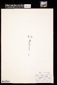 Vaccinium oxycoccos image