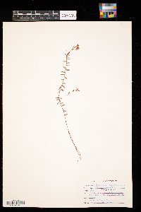 Vaccinium oxycoccos image