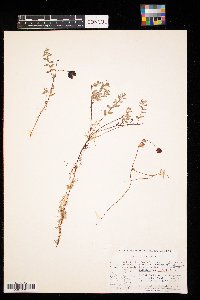 Vaccinium oxycoccos image