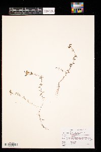 Vaccinium oxycoccos image