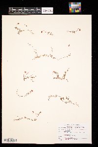 Vaccinium oxycoccos image