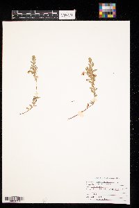 Vaccinium oxycoccos image