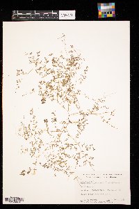 Euphorbia geyeri image