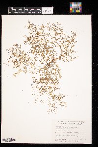 Euphorbia geyeri image