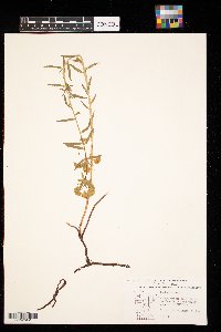 Euphorbia virgata image