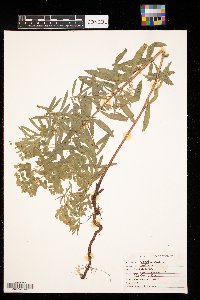 Euphorbia virgata image