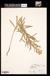 Euphorbia virgata image