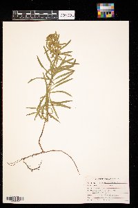 Euphorbia virgata image