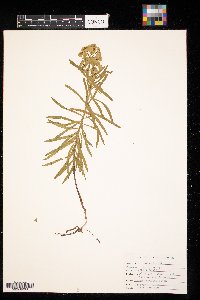 Euphorbia virgata image