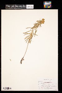 Euphorbia virgata image