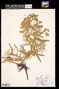 Euphorbia virgata image