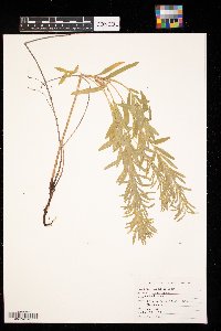 Euphorbia virgata image