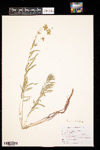 Euphorbia virgata image
