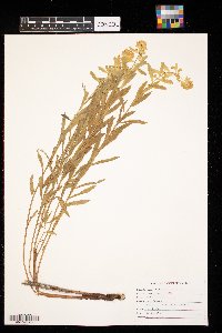 Euphorbia virgata image