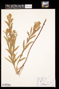 Euphorbia virgata image