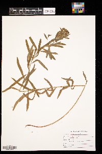 Euphorbia virgata image