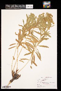 Euphorbia virgata image