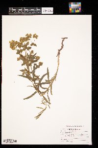 Euphorbia virgata image