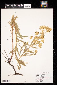Euphorbia virgata image