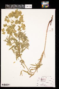Euphorbia virgata image