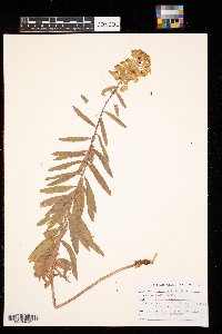 Euphorbia virgata image