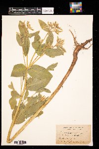 Euphorbia marginata image