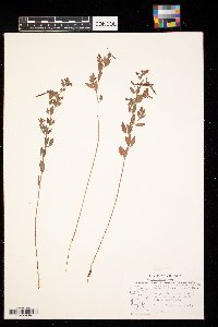 Acmispon americanus image