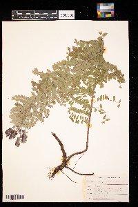 Amorpha canescens image