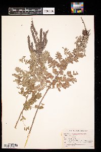 Amorpha canescens image