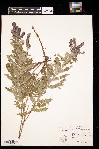 Amorpha canescens image