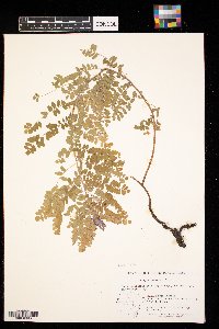 Amorpha canescens image