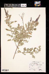 Amorpha canescens image
