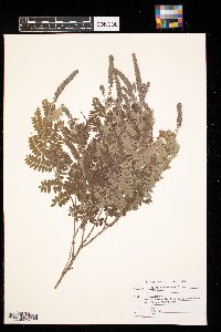 Amorpha canescens image