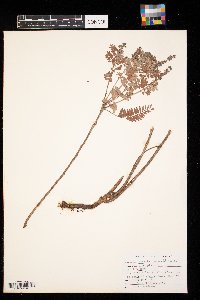 Amorpha canescens image