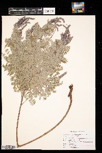 Amorpha canescens image