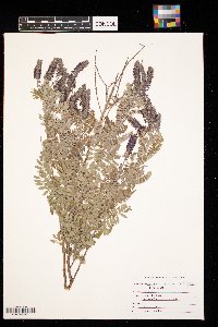 Amorpha canescens image