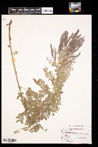 Amorpha canescens image
